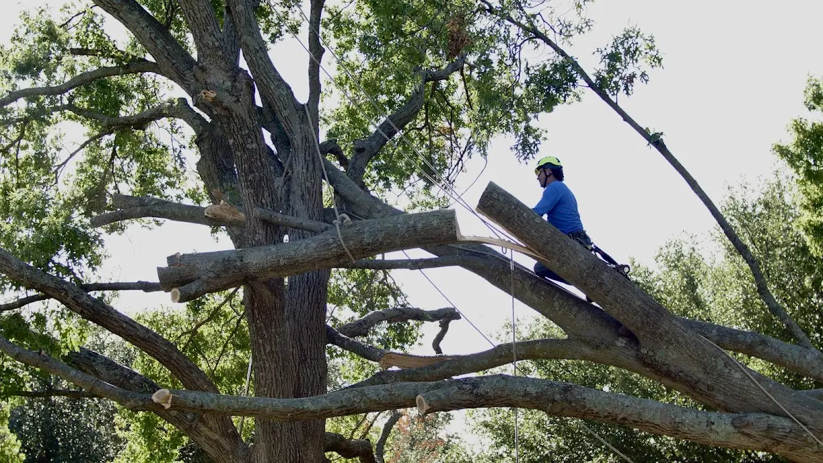 Professional Crown Thinning performed by certified arborists in Herbster
